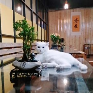 墨莊喵 头像