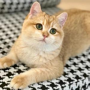 小猫便利店 头像