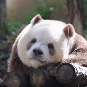 山中观云的闲逸客 头像