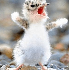 我与村花青梅竹马 头像