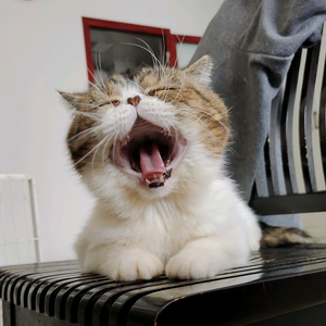 白菜的加菲猫 头像