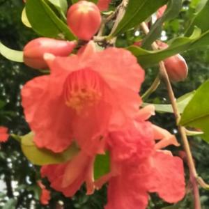 米兰是甜的 头像