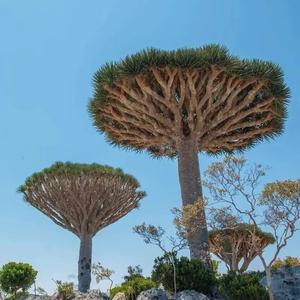 漫游奇妙世界 头像