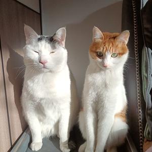 不碰鱼的猫 头像