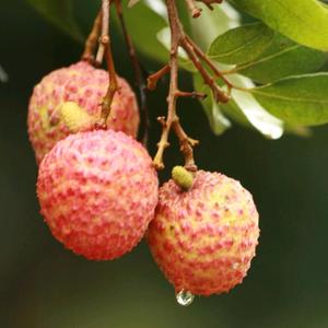 小荔枝短视频 头像