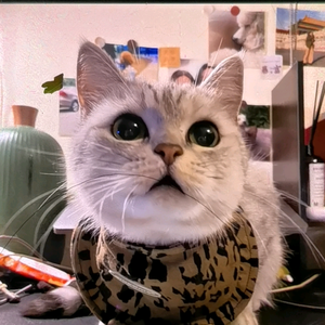 老刘炒股赚钱买古董 头像