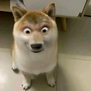 努力的小笨蛋 头像