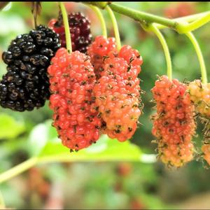 三月三的圣果 头像