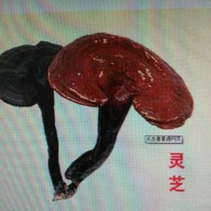 灵芝仙草3w7j 头像