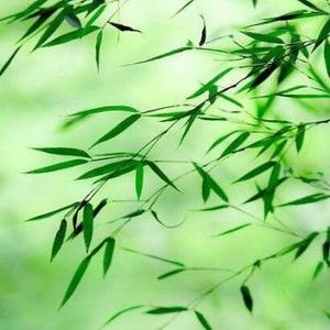 北方小竹