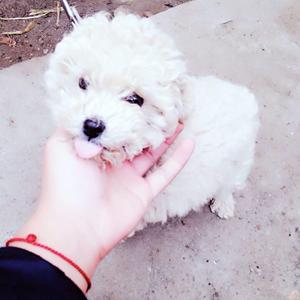小齐来了 头像