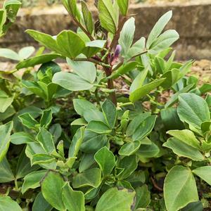 秋天种地的大饼哥86 头像