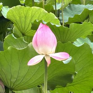 陈嫂讲故事 头像