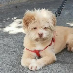 魔法师安尼克斯 头像