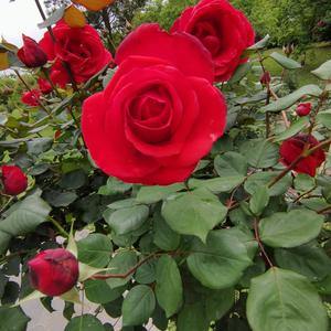 华哥说教育 头像