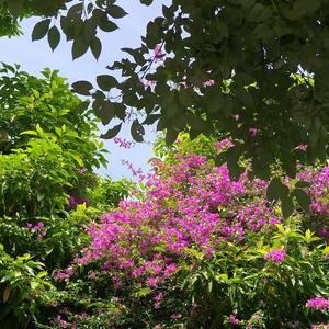 快乐画板杨姨 头像