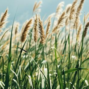 椰林中纳凉的人 头像