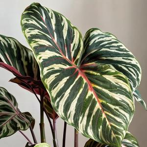 荷塘嗅莲香 头像