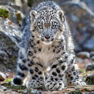 林中采蘑菇的农妇 头像