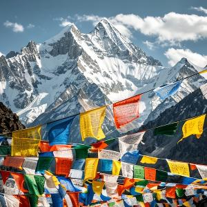 林子里欢快的捕蝶者 头像