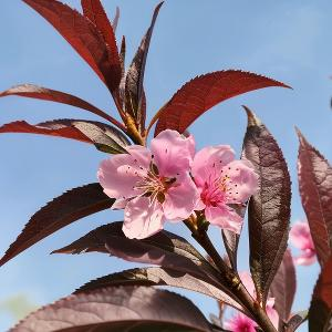 湖畔静数繁星之点 头像