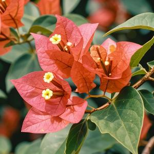 于雪夜聆听飘落的声音 头像