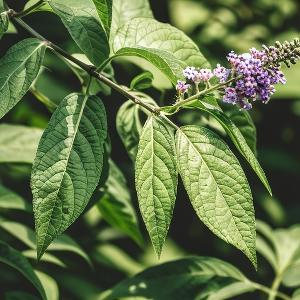 树上欢跳的猴子 头像