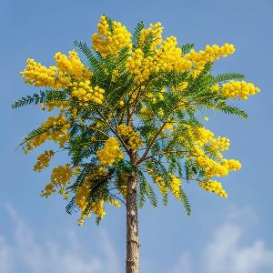 大气的香瓜 头像