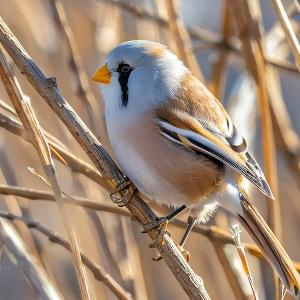 半桶水的黄同学 头像