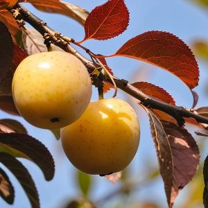 说事的小红姐 头像