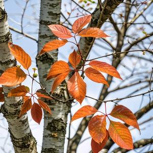 流水的乐章 头像
