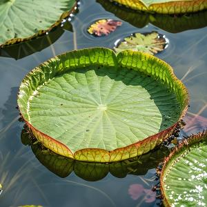 古村里访幽的游客 头像