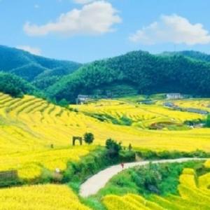 自由的柳叶hl