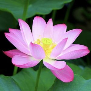 崂山清韵 头像