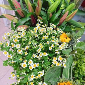 看夕阳西下R 头像