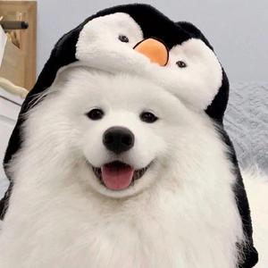 正直橘子2T5q 头像