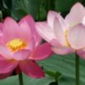 江河湖海说说 头像