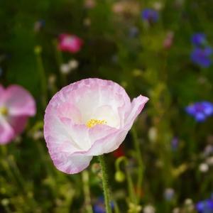 温柔心在桃源 头像