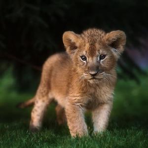 恭喜发大财 头像