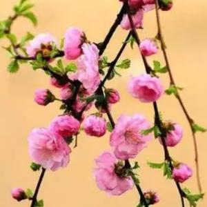 夏花思秋