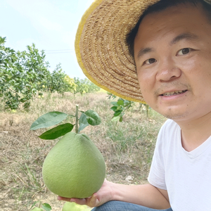 陈师傅讲种植头像