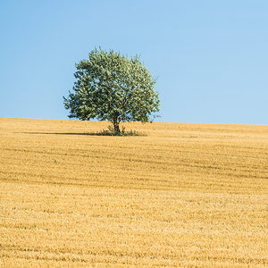 观点娱乐OG 头像