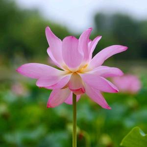 如荷 头像
