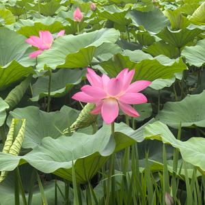 聪颖豆花2z 头像