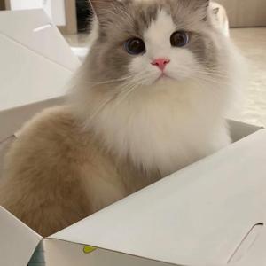 记忆中的应星 头像