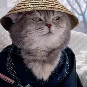 乐观的桂花树 头像