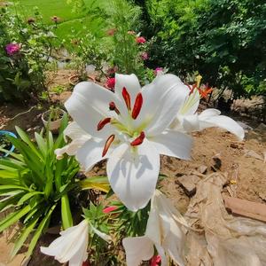 风里闻香的嗅花人 头像