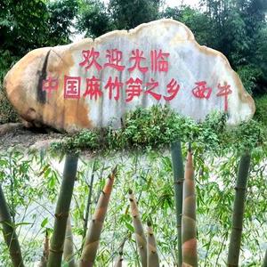 中国麻竹笋之乡－西牛 头像