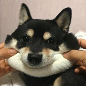 一只看世界的猫 头像