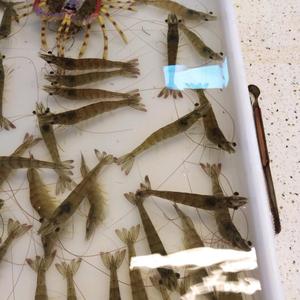 智者集安1l1 头像